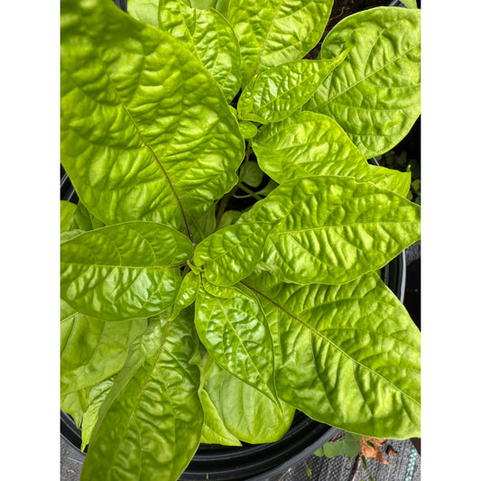 Graines de piment fort Swamp Thing