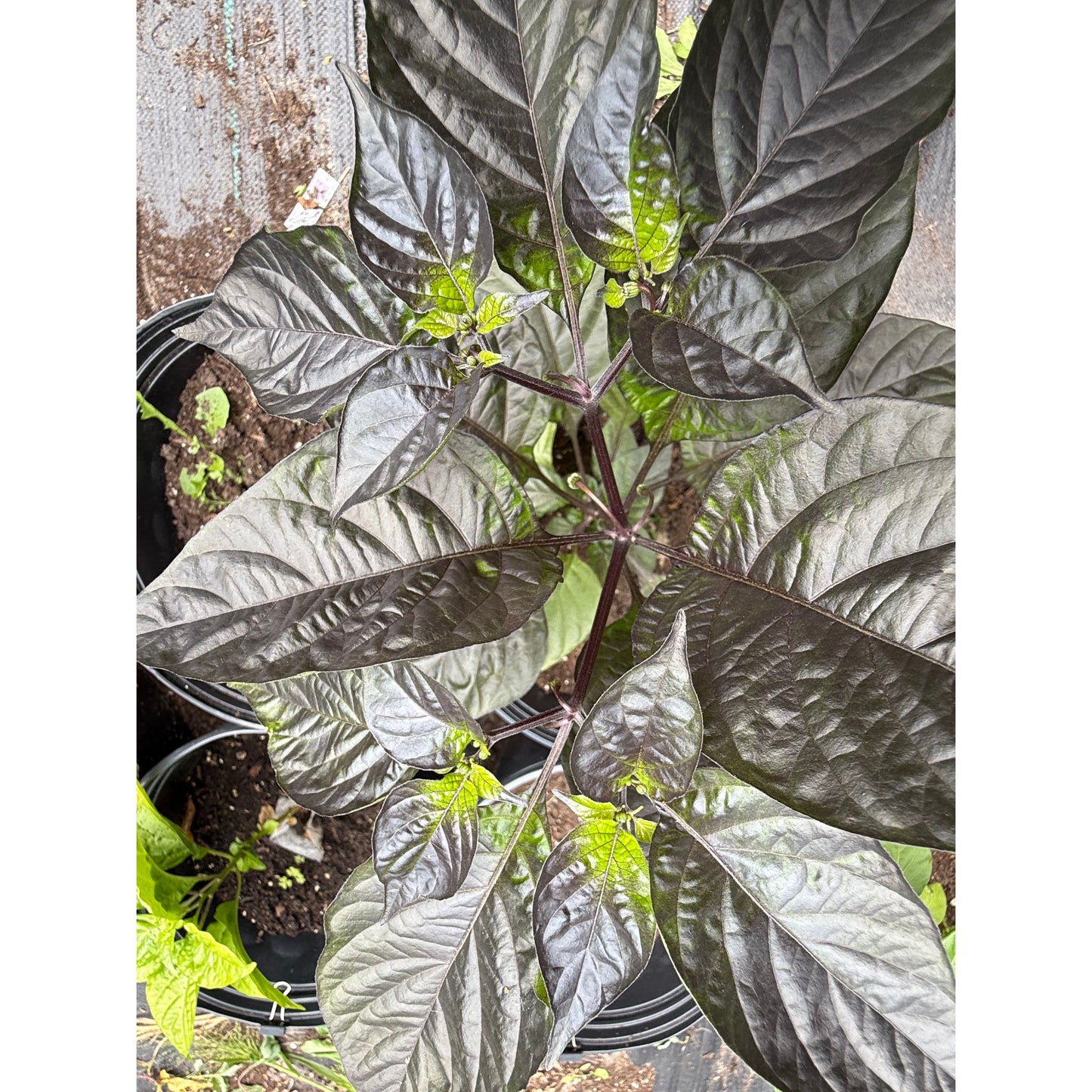 Taj Mahal - Pink Peach Hot Pepper Seeds