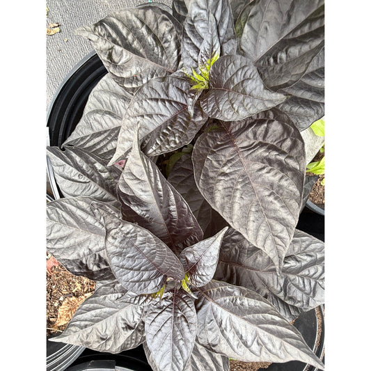 Testanera - Chocolate Hot Pepper Seeds