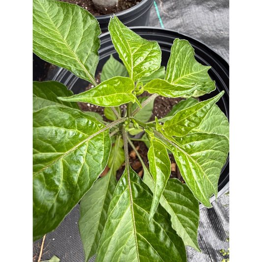 Thai - Lightning Hot Pepper Seeds