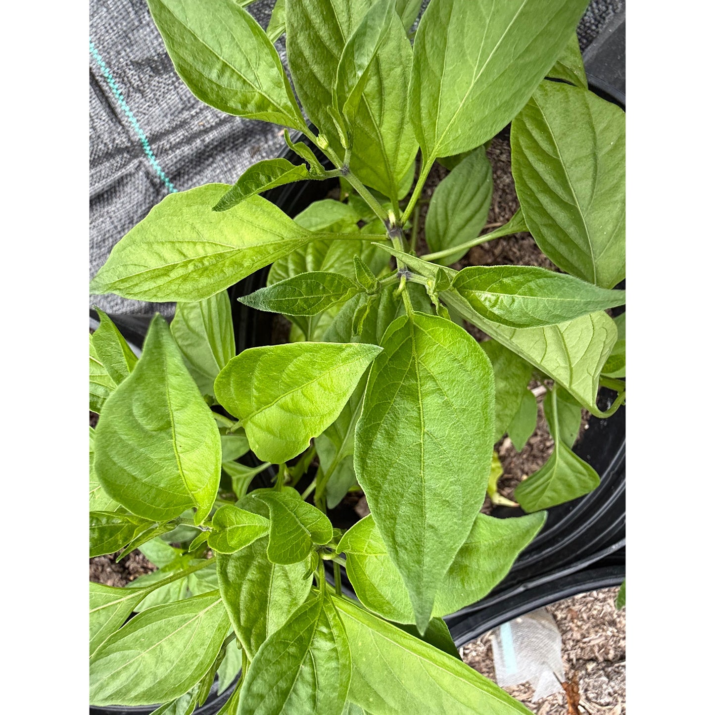 Graines de piment thaï - orange - fort