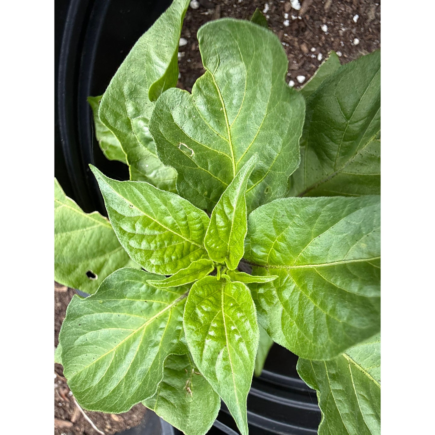 Graines de piment fort Trinidad « Butch T » Scorpion
