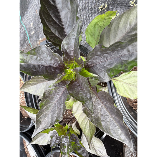 Trippal Threat Orange  Hot Pepper Seeds
