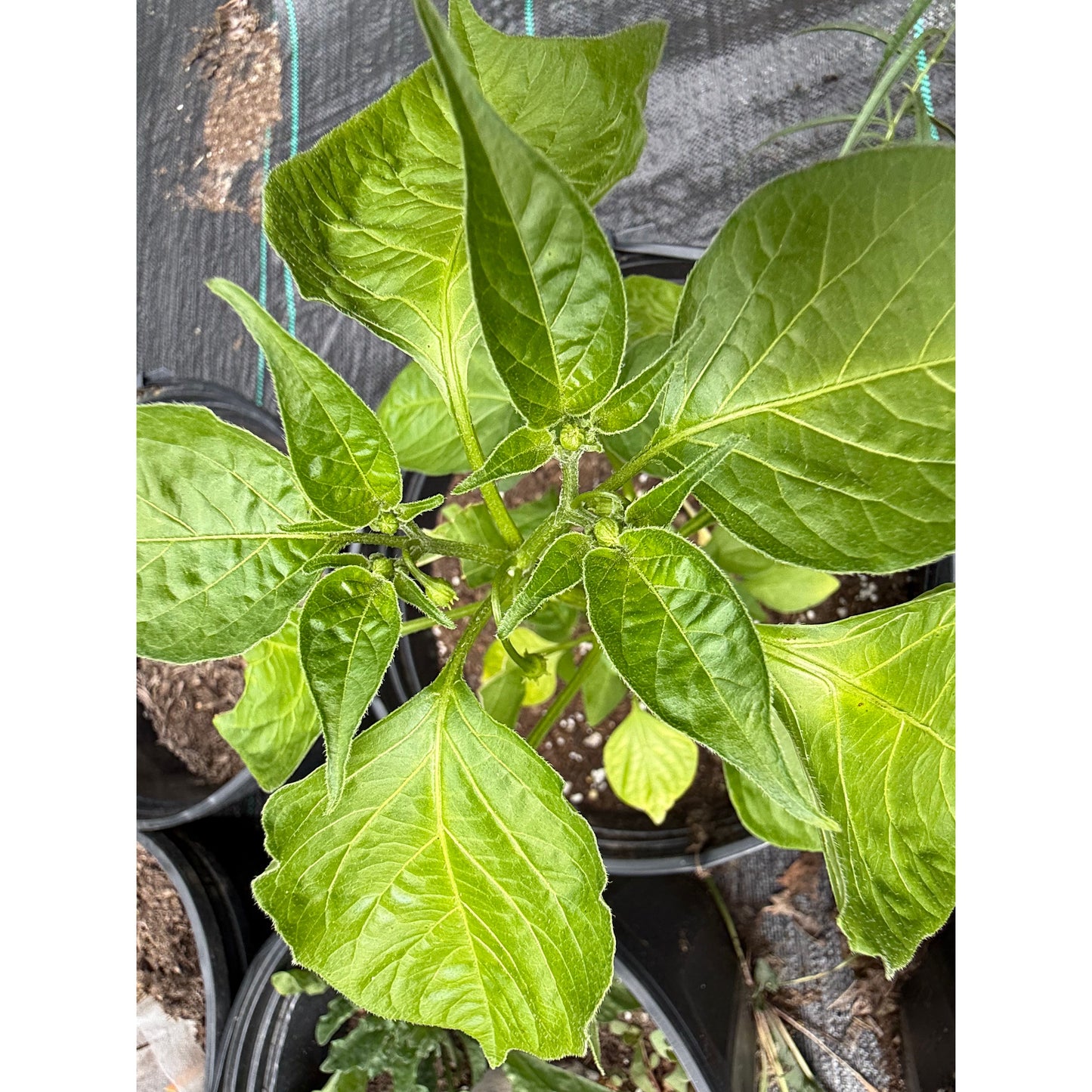 Ubatuba - Hot Pepper Seeds