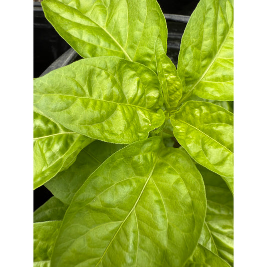 Venezuelan Tiger - Hot Pepper Seeds