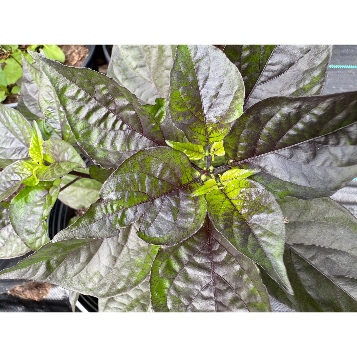 Graines de piment fort WHP 066 F3