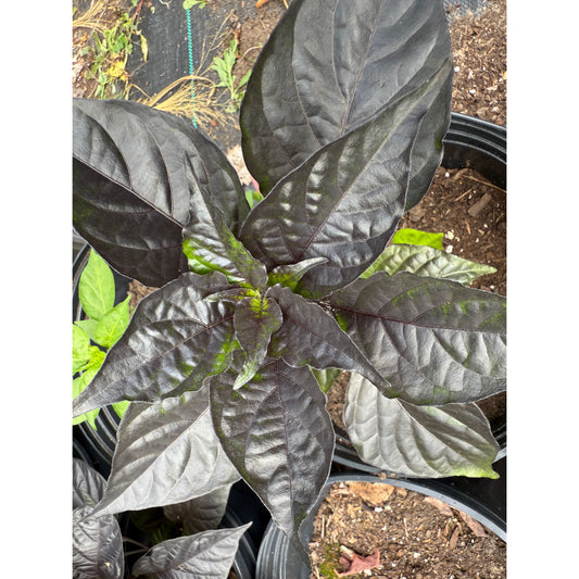 Yaki - Blue Hot Pepper Seeds