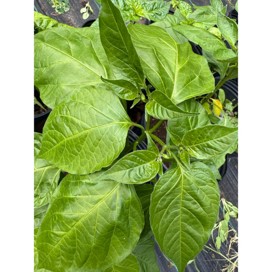 Zebrange Hot Pepper Seeds