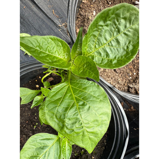 Zemango Hot Pepper Seeds